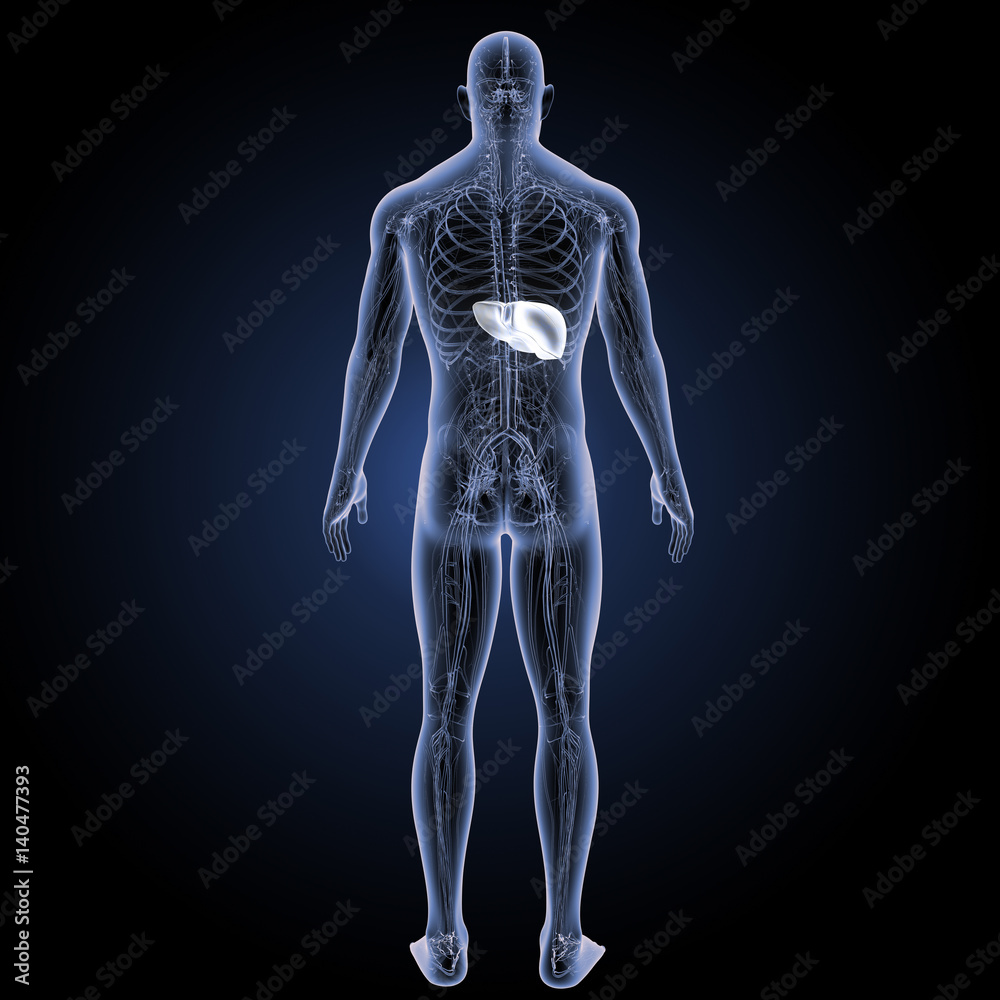 Liver with circulatory system posterior view Liver with circulatory system posterior view