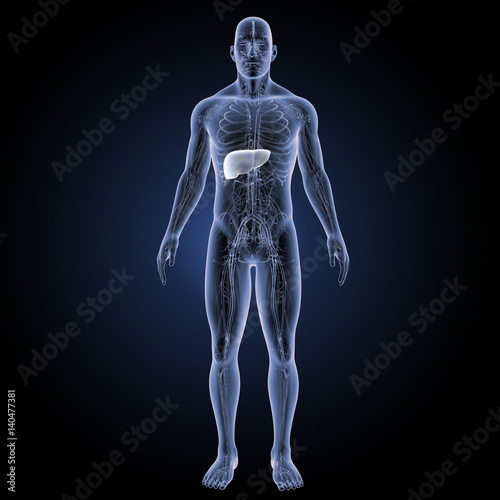 Liver with circulatory system anterior view