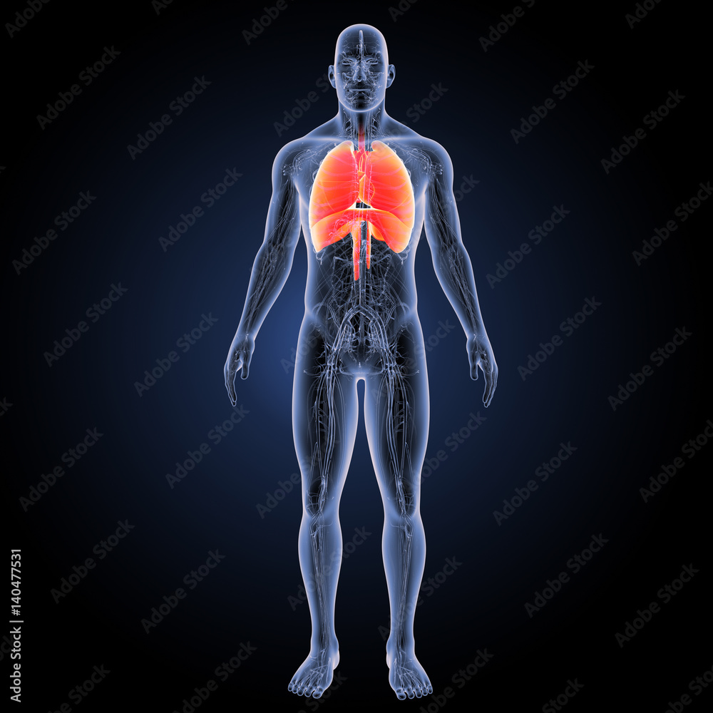 Heart lungs with diaphragm with circulatory system anterior view Heart lungs with diaphragm with circulatory system anterior view
