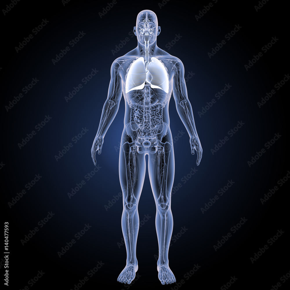 Respiratory system with anatomy anterior view Respiratory system with anatomy anterior view