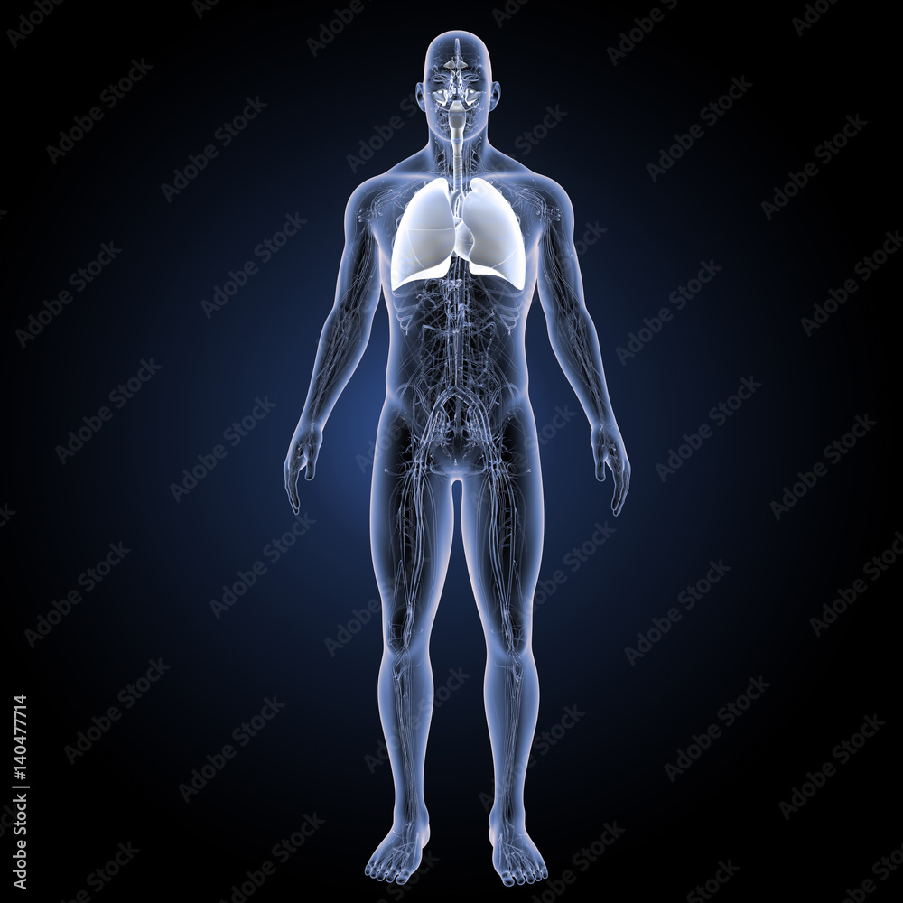 Respiratory system with circulatory system anterior view Respiratory system with circulatory system anterior view