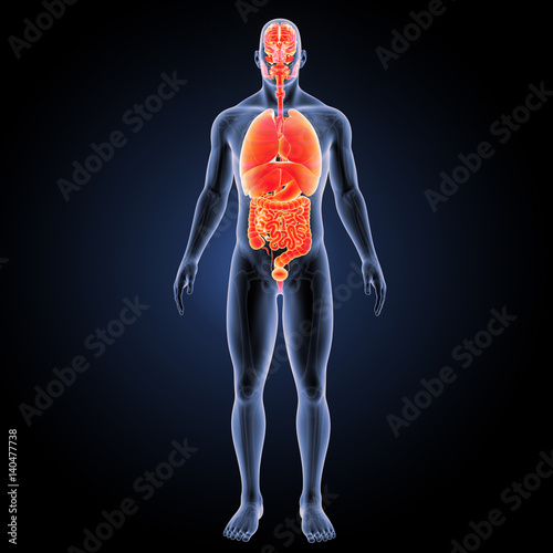 Organs with skeleton anterior view