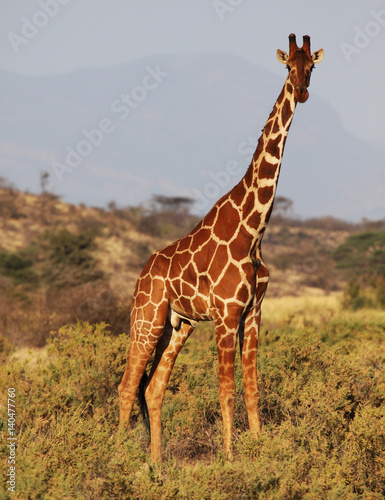 Canvas Print Reticulated giraffe