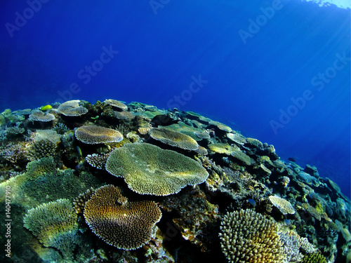 沖縄県宮古島の珊瑚