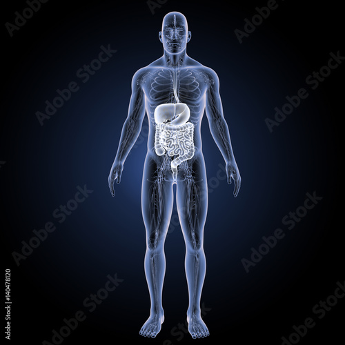 Digestive system with circulatory system anterior view
