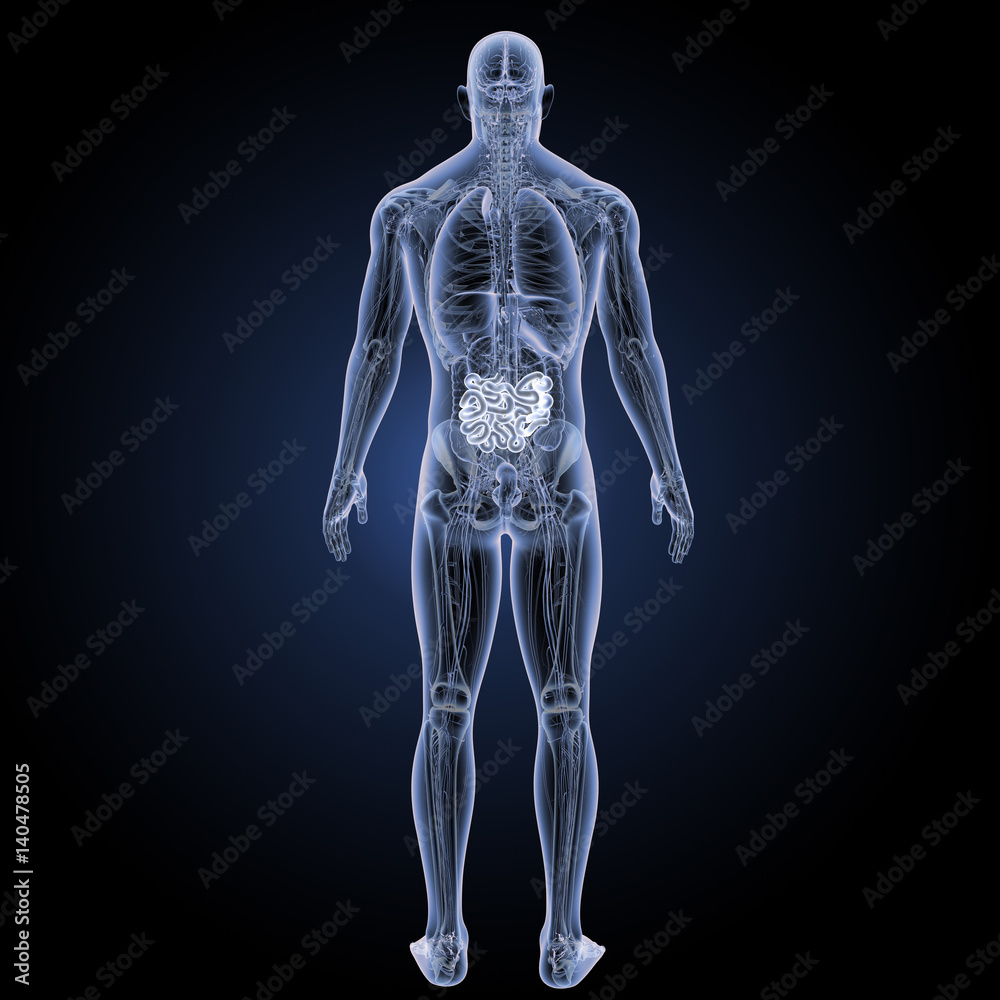 Small intestine with anatomy posterior view