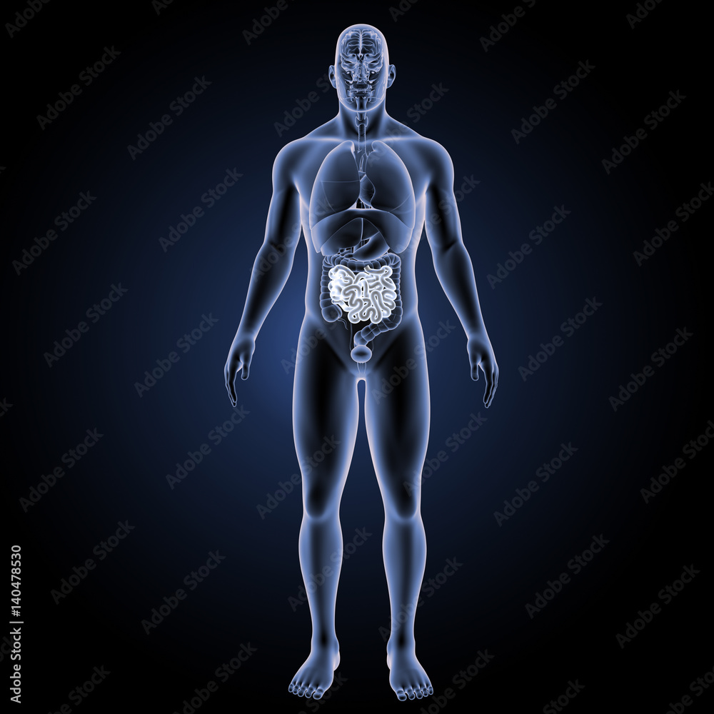 Small intestine with organs anterior view Small intestine with organs anterior view