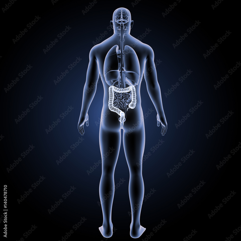 Large intestine with organs posterior view Large intestine with organs posterior view
