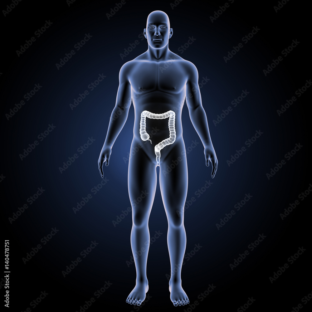 Large intestine with body anterior view Large intestine with body anterior view
