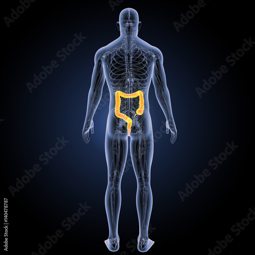 Large intestine with circulatory system posterior view © 7activestudio