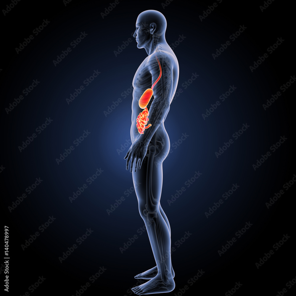 Stomach with small intestine lateral view Stomach with small intestine lateral view