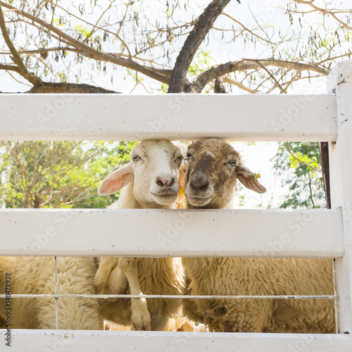 Cute couple sheep smiling behind fence photo