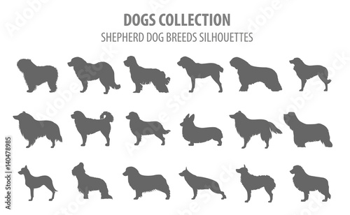 Shepherd dog breeds, sheepdogs collection isolated on white. Flat style