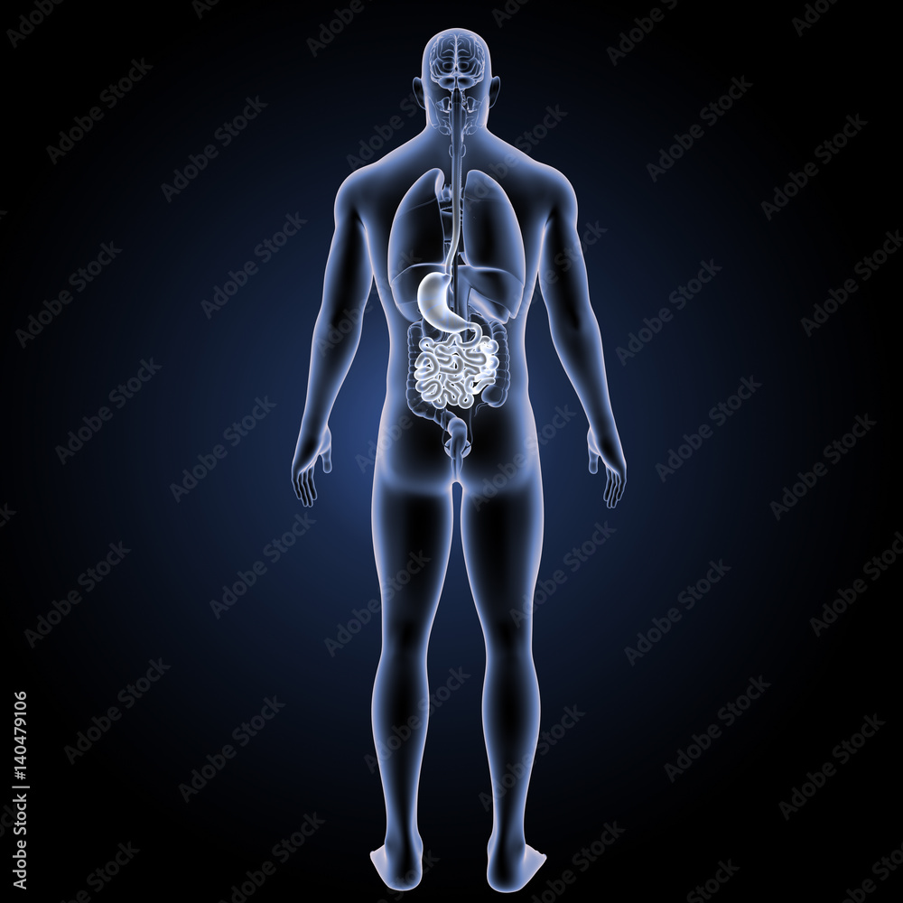 Stomach with small intestine with organs posterior view