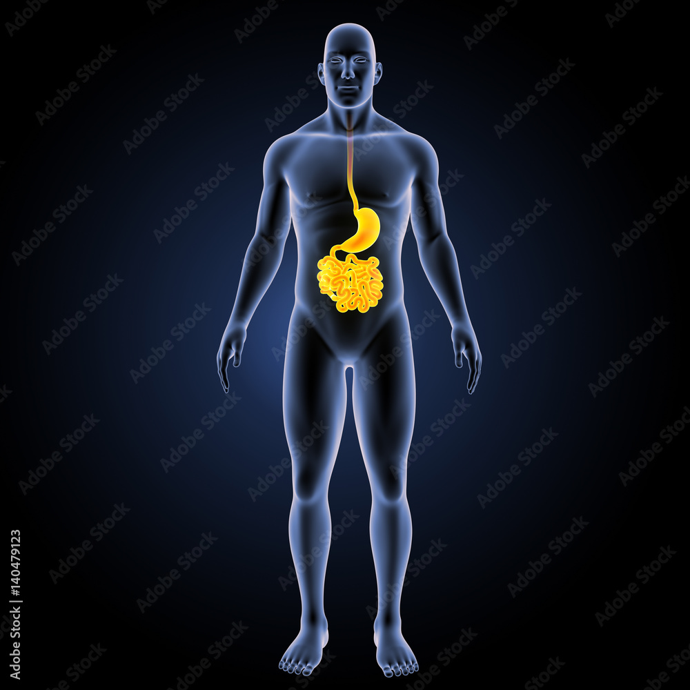 Stomach with small intestine with body anterior view Stomach with small intestine with body anterior view