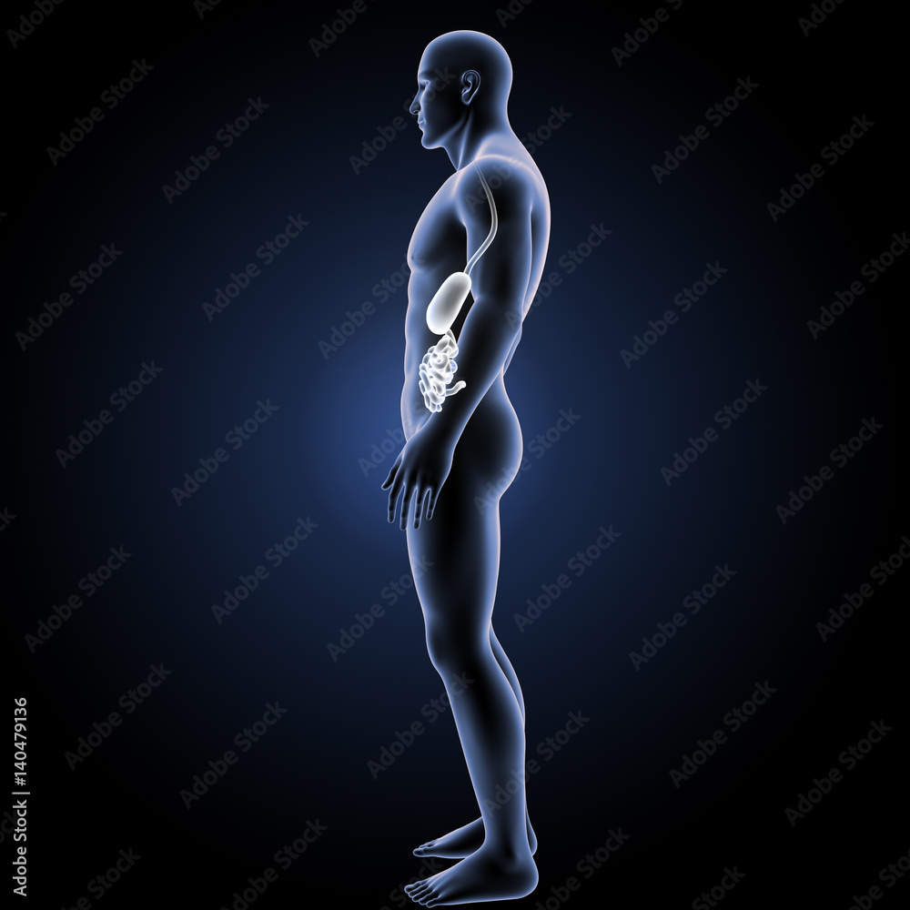 Stomach with small intestine with body lateral view Stomach with small intestine with body lateral view