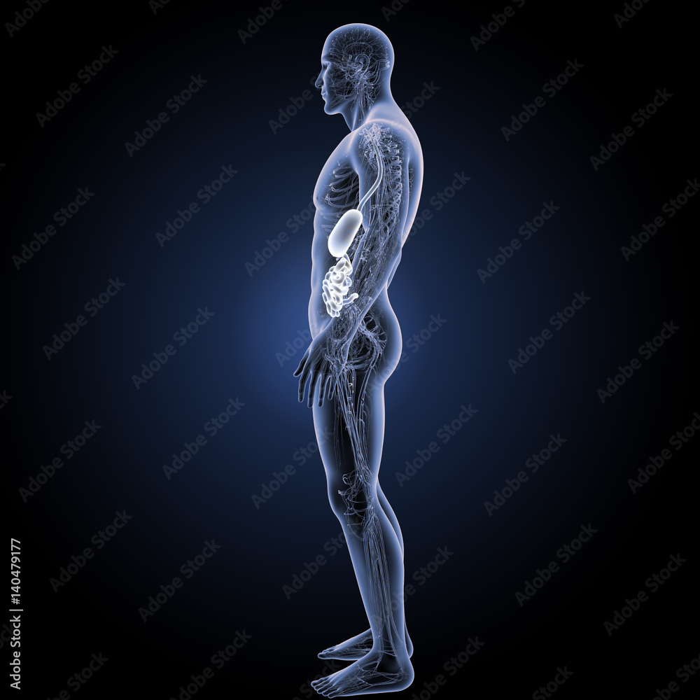 Stomach with small intestine with circulatory system lateral view Stomach with small intestine with circulatory system lateral view