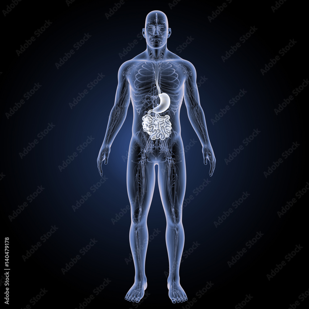 Stomach with small intestine with circulatory system anterior view Stomach with small intestine with circulatory system anterior view