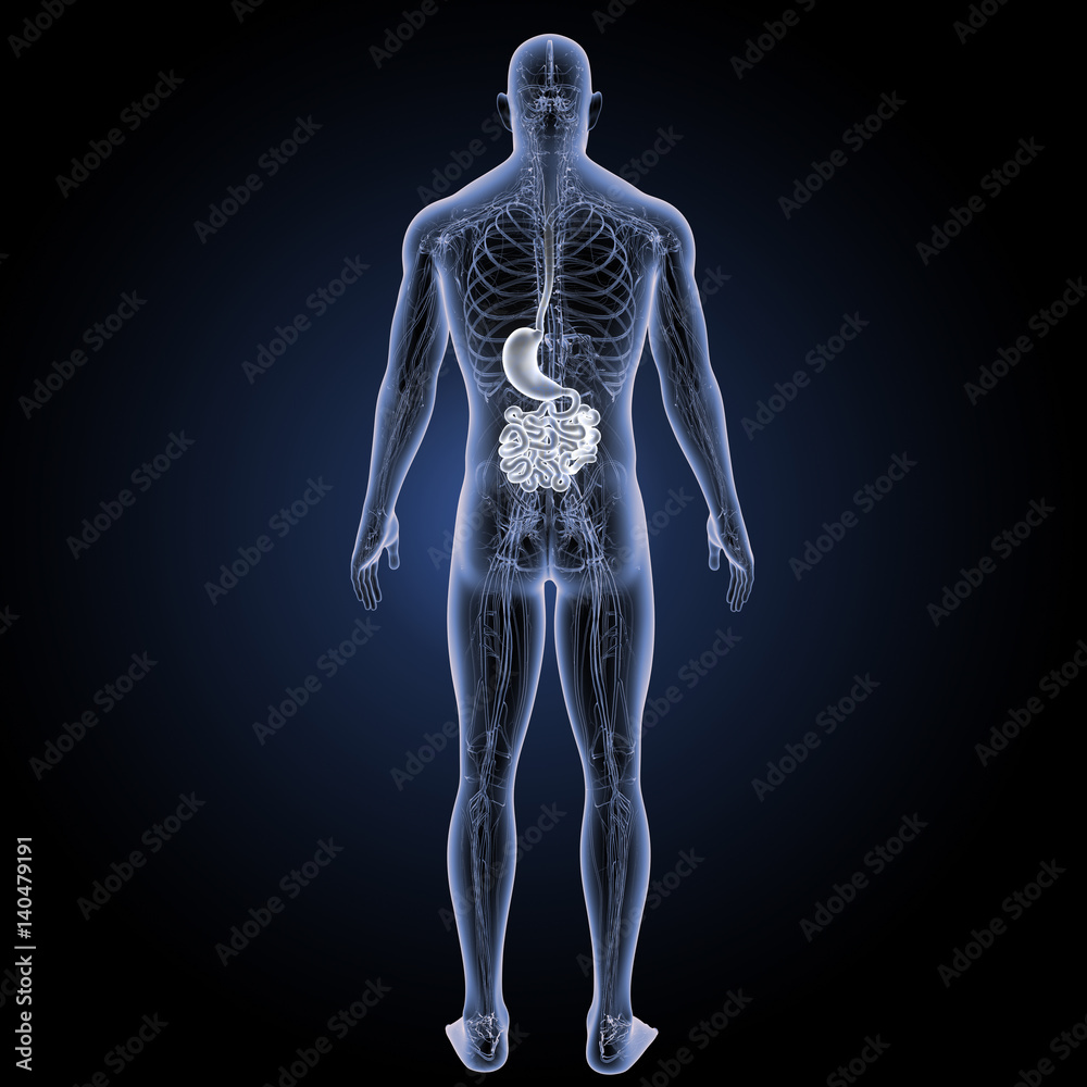 Stomach with small intestine with circulatory system posterior view Stomach with small intestine with circulatory system posterior view