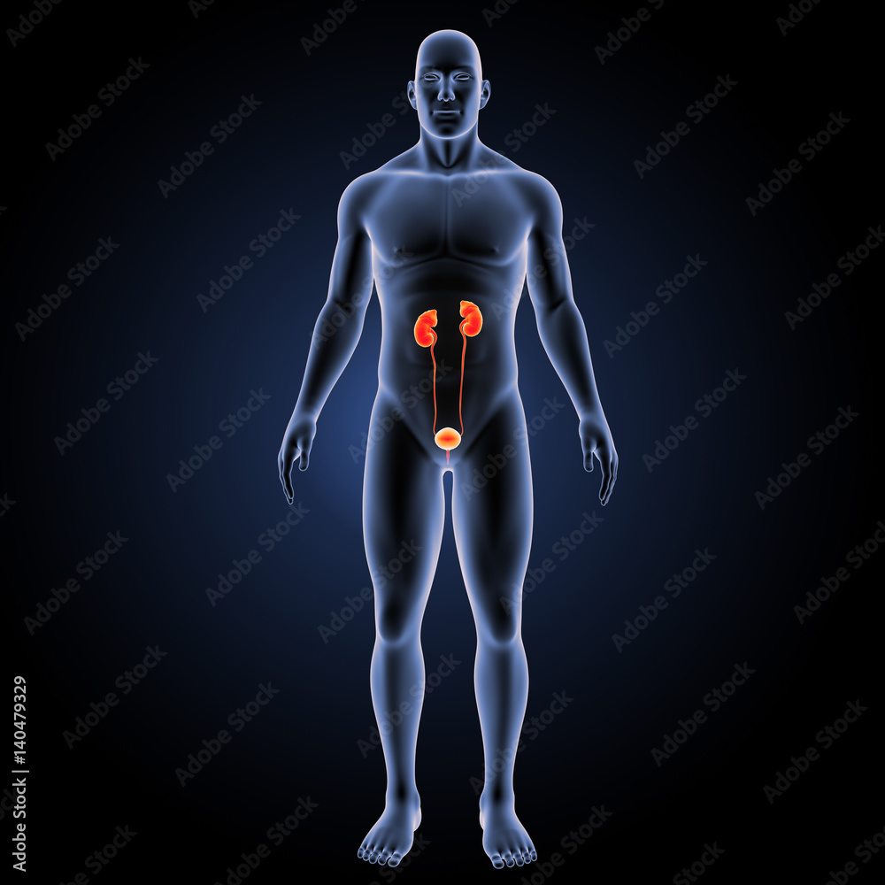 Urinary system with body anterior view Urinary system with body anterior view