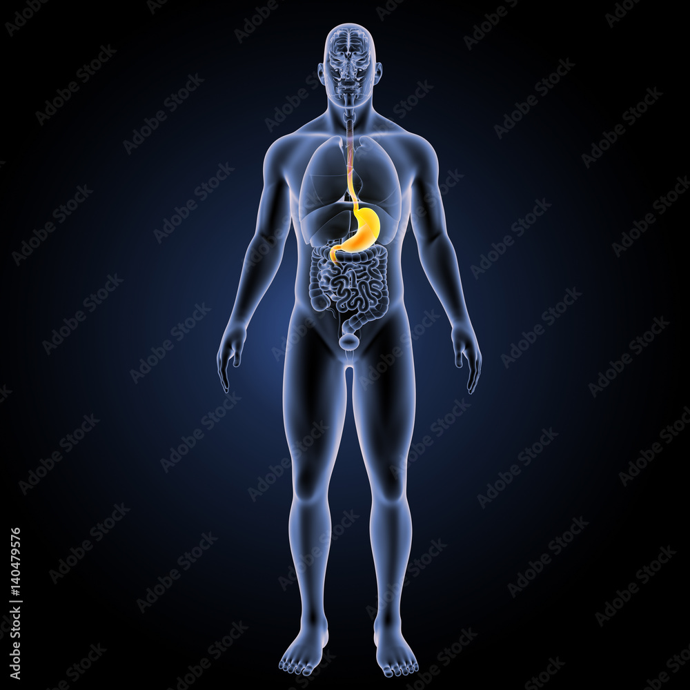 Naklejka premium Stomach with organs anterior view