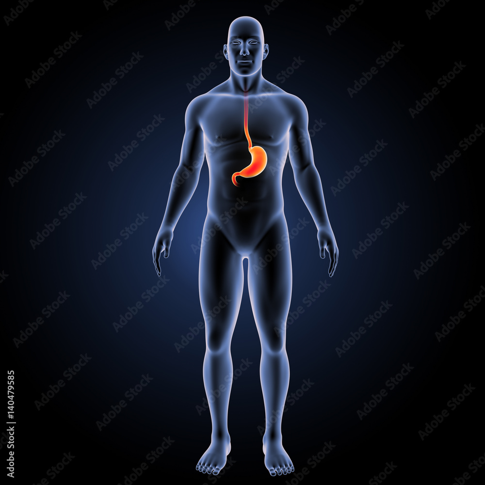 Stomach with body anterior view Stomach with body anterior view