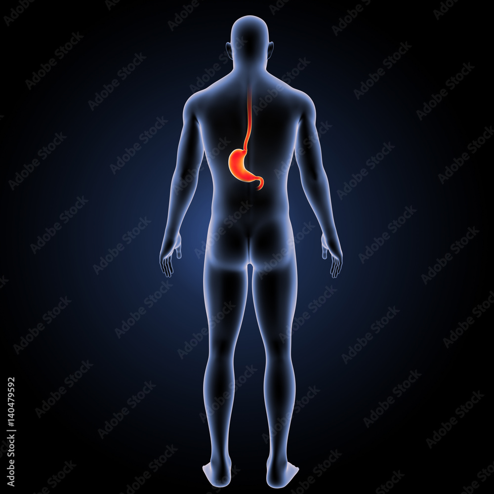 Stomach with body posterior view