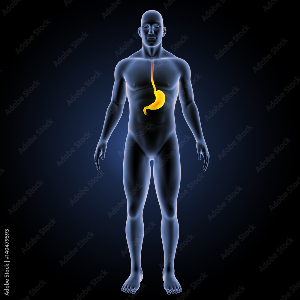 Stomach with body anterior view Stomach with body anterior view
