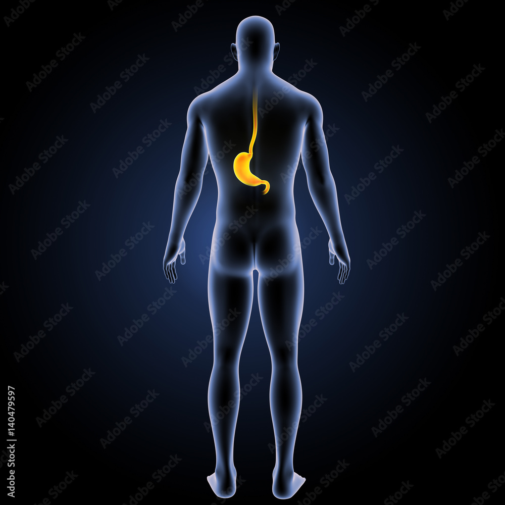 Stomach with body posterior view