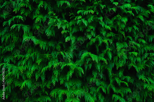 Fototapete background of conifer leaf texture pattern