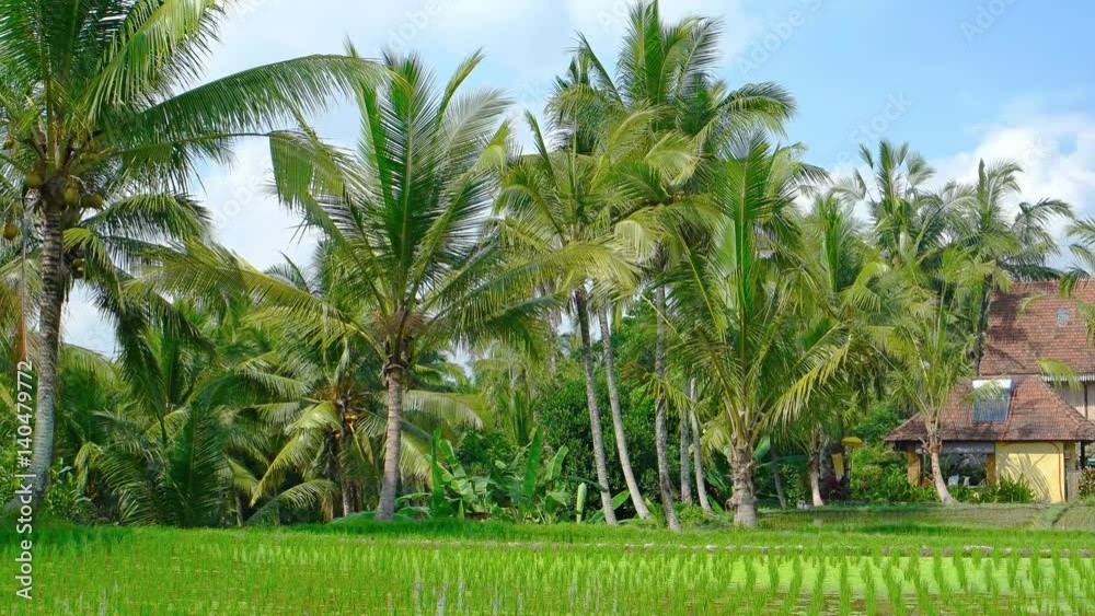 Neat Rows of Rice on a Farm in Bali, Indonesia. Video 4k Neat Rows of Rice on a Farm in Bali, Indonesia. Video 4k