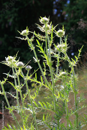 Silberdistel