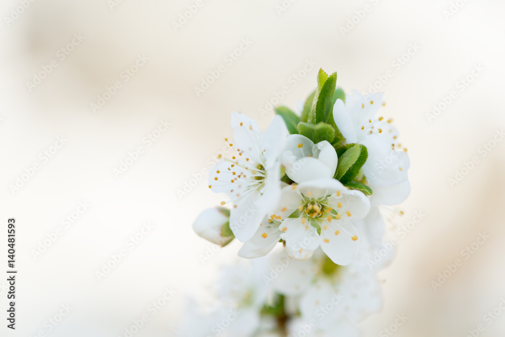 Flower Prunus Domestic
