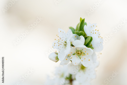 Fototapeta Naklejka Na Ścianę i Meble -  Flower Prunus Domestic