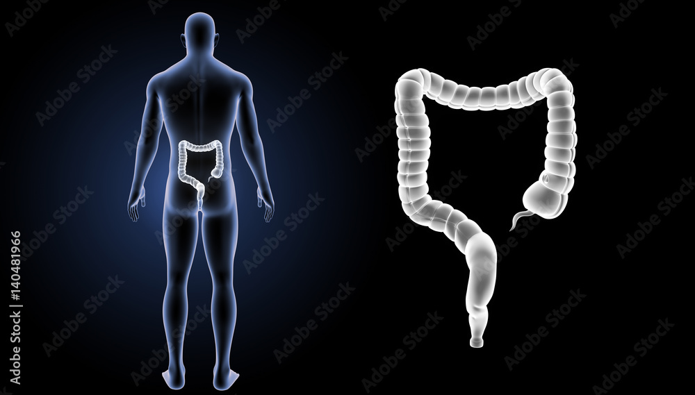 Large intestine zoom with body posterior view Large intestine zoom with body posterior view