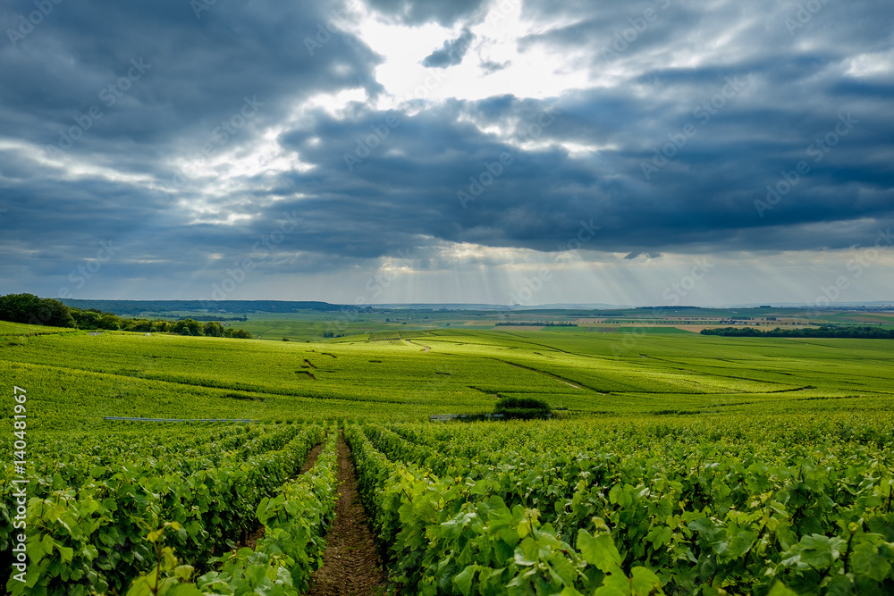 Vineyard landspace with cloudy sky looking from Verzenay towards Rilly-La-Montagne Marne France
