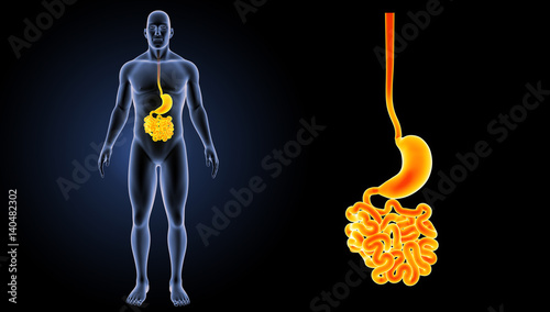 Stomach and small intestine zoom with body lateral view