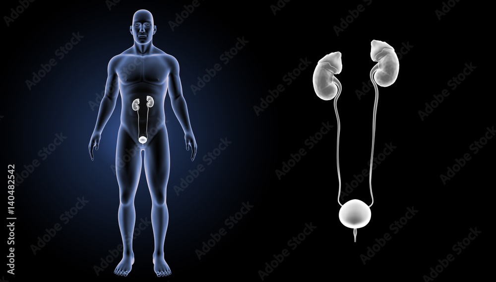 Urinary system zoom with body anterior view Urinary system zoom with body anterior view