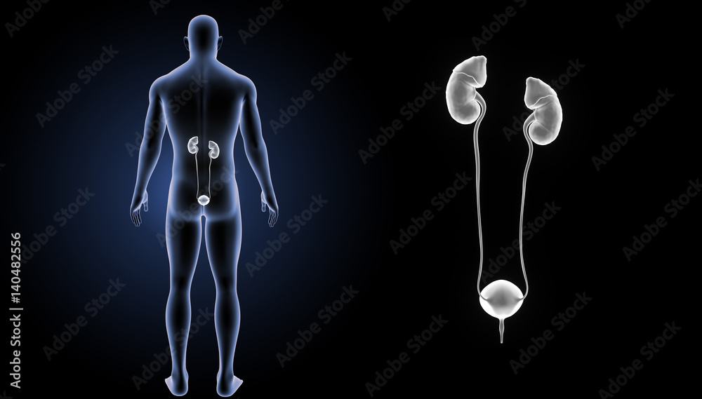 Urinary system zoom with body posterior view Urinary system zoom with body posterior view