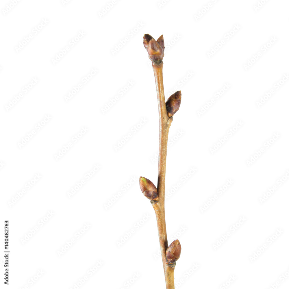 Spring tree branch with buds isolated on white background