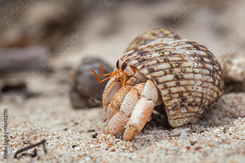 Close-up hermit crab on white sand at the island La Digue, Seychelles