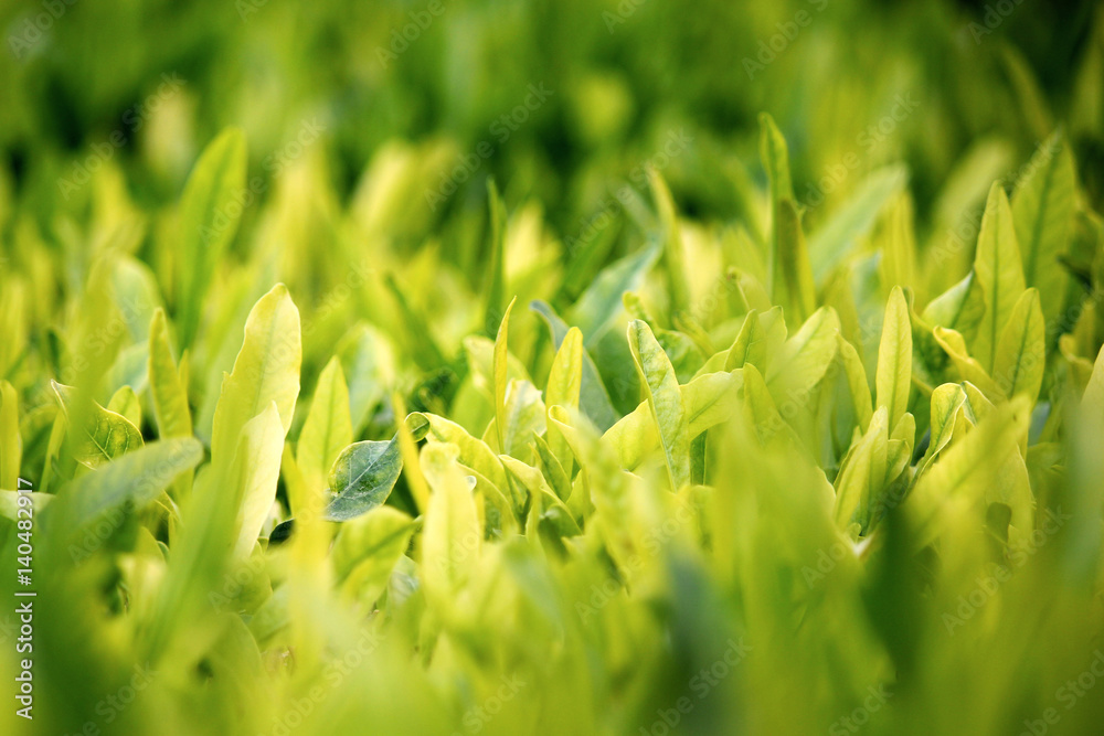 Young green leaves, springtime, growing grass. Young green leaves, springtime, growing grass.