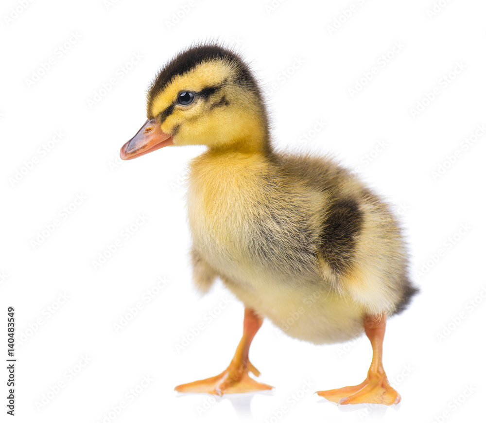 Fototapeta premium Cute little newborn fluffy duckling. One young duck isolated on a white background. Nice small bird.