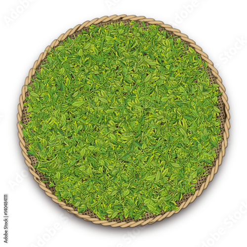 Plucking Tea Leaf