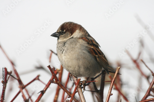 Passer domesticus, домовый воробей сидит на ветке 