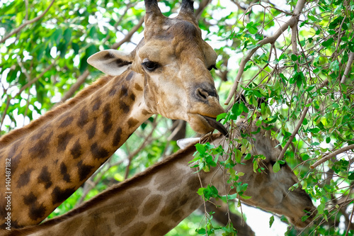 Photography Two giraffes are eating green leafs.