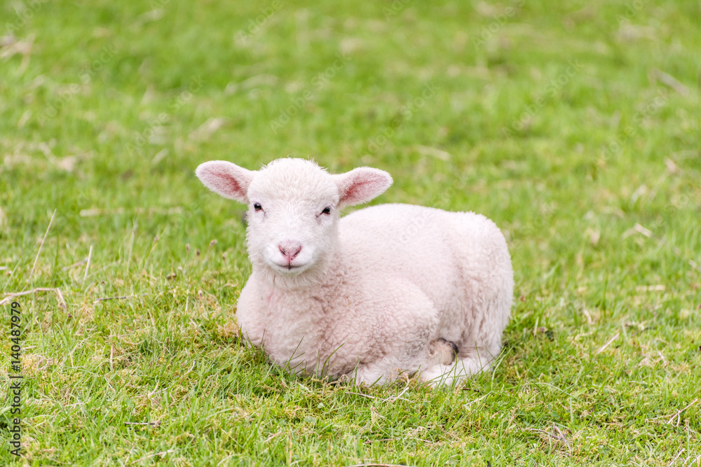 A cute lamb is lying in the grass