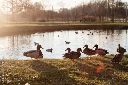 feeding the ducks in the park
