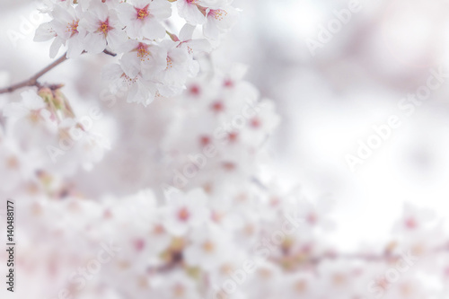 Cherry blossom in spring for background or copy space for text