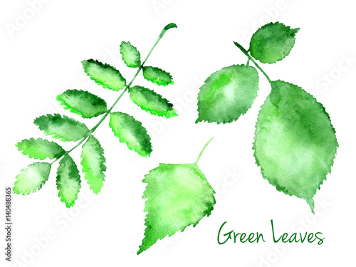 Set of green vector abstract watercolor leaves hazel, birch, rowanberry isolated on white background